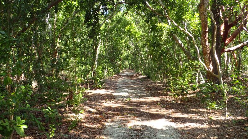 Trail leading into the hardwood hammock on Lignumvitae Key